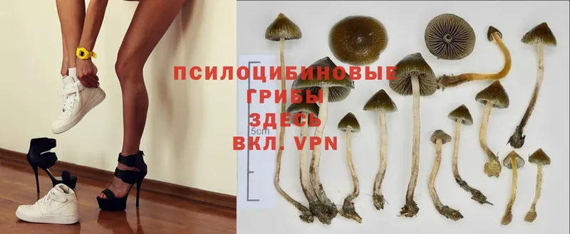 Псилоцибиновые грибы MAGIC MUSHROOMS  где купить наркоту  kraken ссылки  Байкальск 